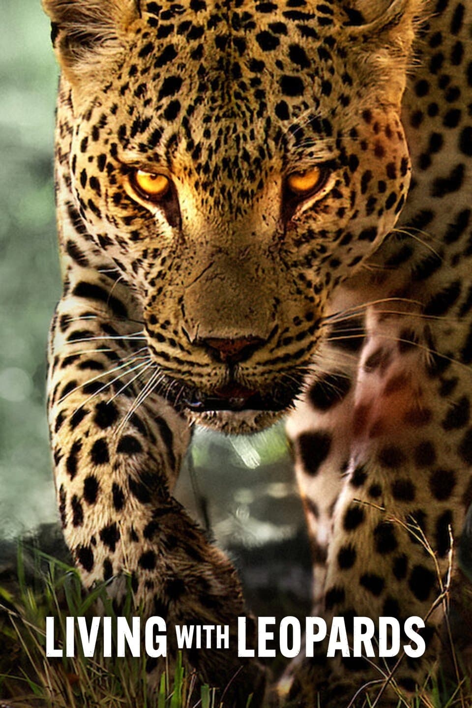 Living with Leopards อยู่กับเสือดาว (2024)